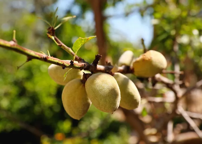 By The Sea Cove Golubovac, Kornati - 23062 Bizikovica